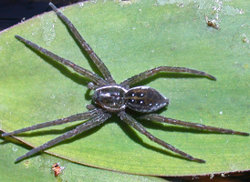Six-spotted Fishing Spider Six-spotted Fishing Spider